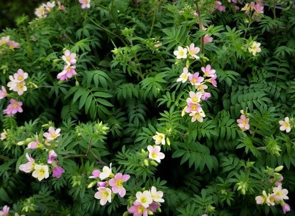 Polemonium carneum (Royal Jacob's Ladder) — Native Plant